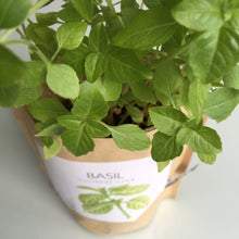Load image into Gallery viewer, Potting Shed Creations, Ltd. - Garden in a Bag | Basil  | Gift idea for Cooks | Best Seller