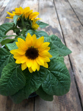Load image into Gallery viewer, Potting Shed Creations, Ltd. - Kids Garden in a Bag | Sunflower | Learning | Best Seller